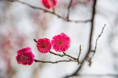 คำศัพท์ภาษาจีนหมวดดอกไม้